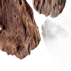 Woody Notes